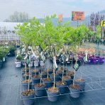 Hortenzia stromčekovitá (Hydrangea arborescens) ´ANNABELLE´ - výška 100-120 cm, kont. C3L - NA KMIENKU